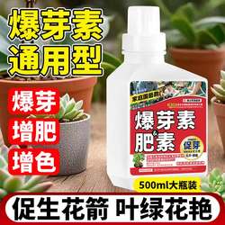 Eubudin, succulent plant blastin, cytokinin, bougainvillea, Phalaenopsis orchid, multi-flarenin special nutrient solution