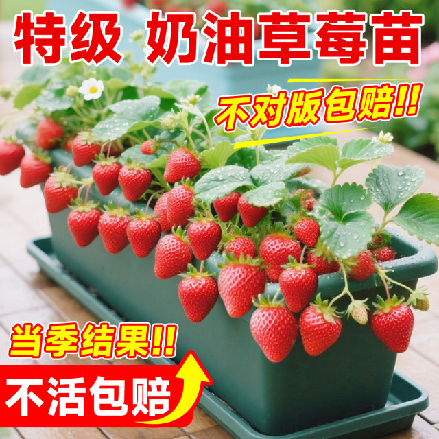Strawberry seedlings potted cream four seasons results detoxified high-quality Xuanyu strawberry new seedlings extra large wholesale fruit tree seedlings