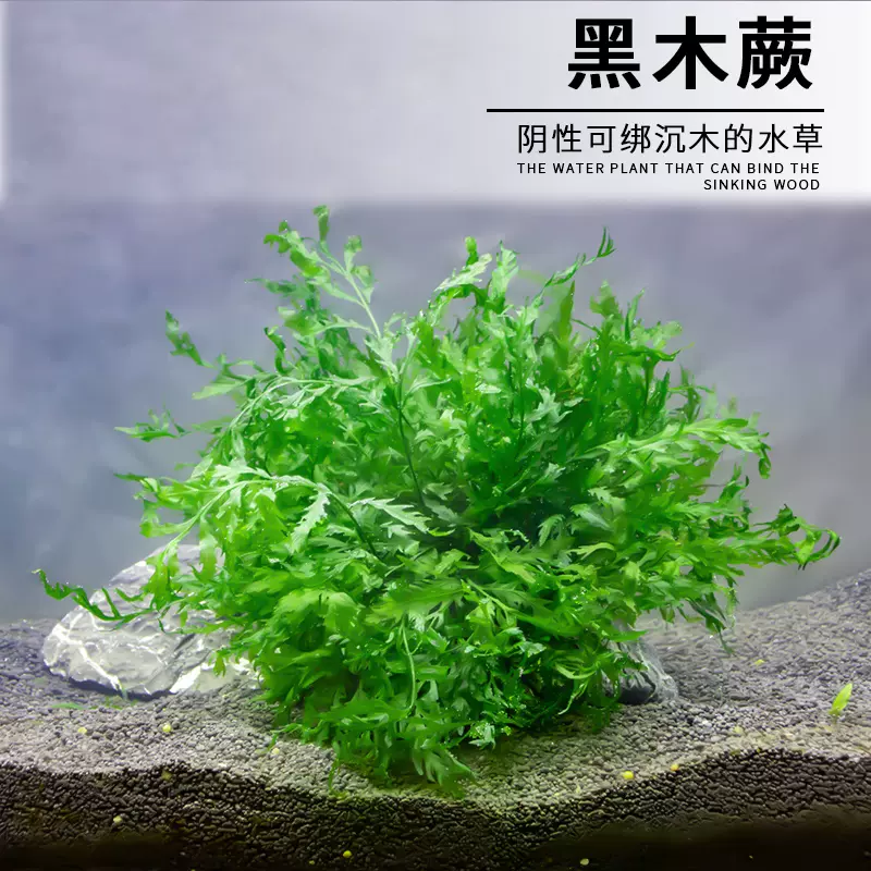 黑木蕨阴性水草鱼缸草缸水晶虾缸沉木造景植物布景