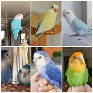 Hand -raising Peony Parrot Living Birds High Purple Purple Birds Birds will talk about pet loved ones good feeding
