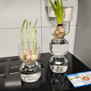 
Garlic hydroponics vase water-raising garlic glassware garlic head transparent glass flower pot hydroponics garlic magic tool