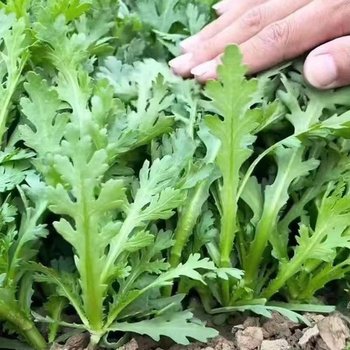
Balcony garden potted Xiang elm [it's been cut and long]