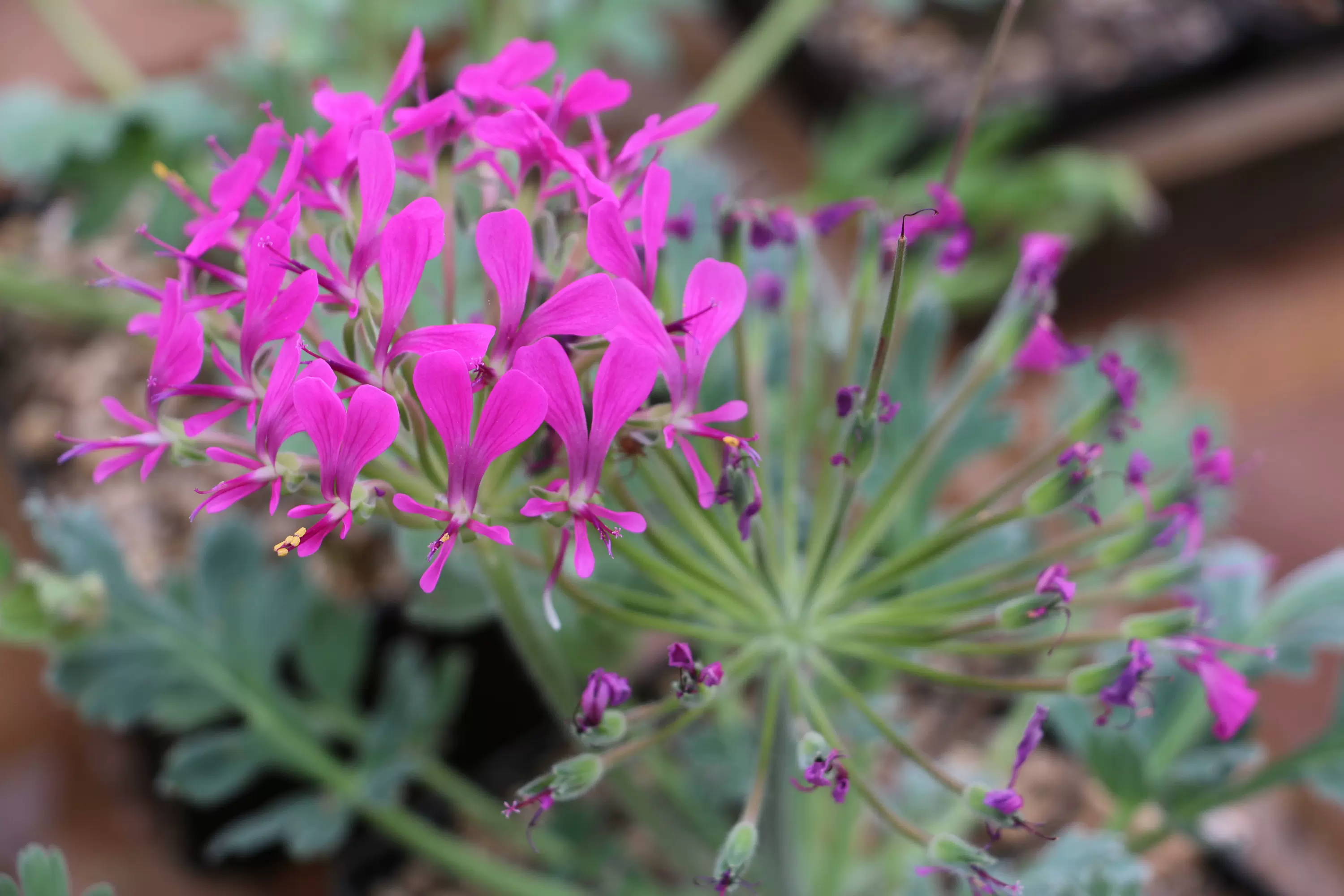 发现多肉 3 5年开花株红花洋葵pelargonium Incrassatum