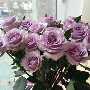 
Cut flower roses Song of the Ocean rose seedlings large flowers balcony rose potted garden plants flowers