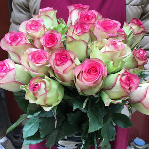 
Monroe new cut flower rose rose seedlings large pollen green complex color balcony courtyard garden flower potted plant