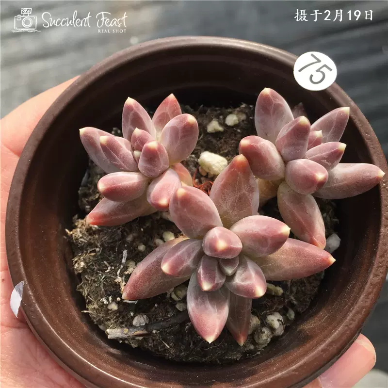 succulent feast 多肉大餐多肉植物实拍无P图克拉乌克多肉植物-Taobao