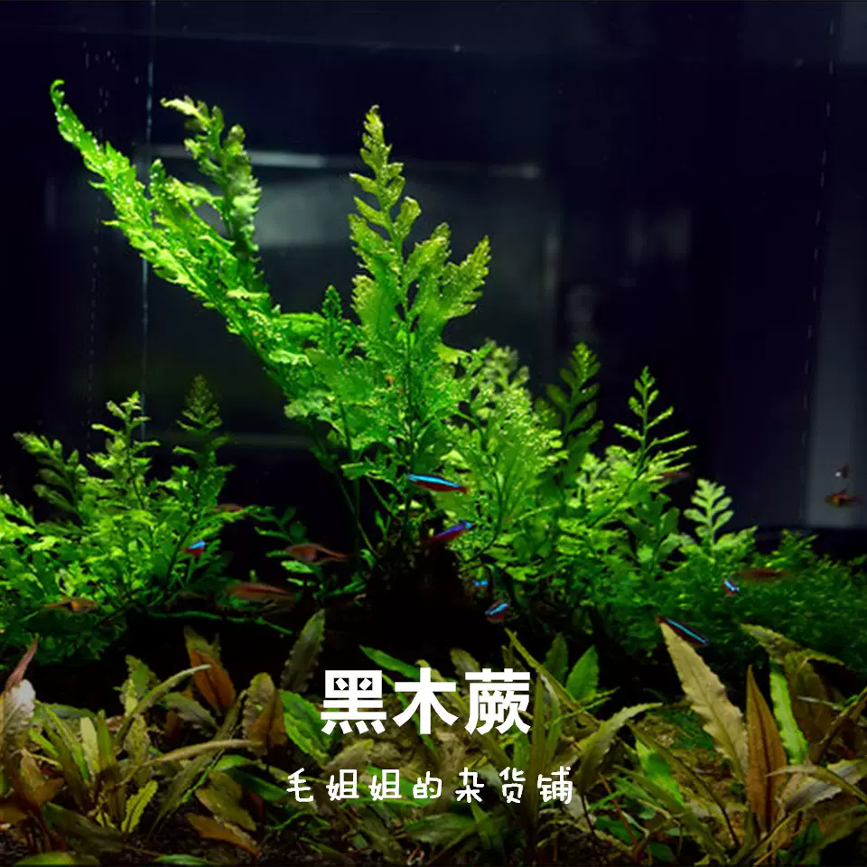 黑木蕨水下叶阴性水草飘逸后景鱼缸水草缸造景