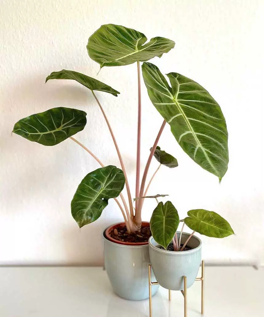 粉龙海芋萨利安斑马黑天鹅铜叶白犀牛剑叶黑魔法绿天鹅绒海芋