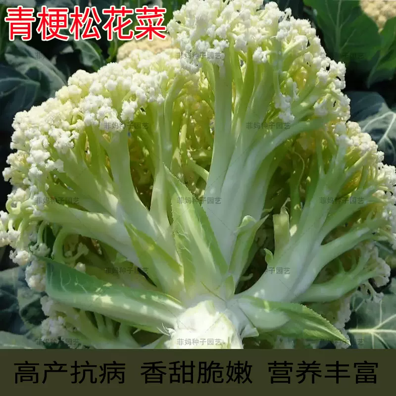 白色散花菜白菜花青梗松花椰菜种籽菜园大田盆栽春秋播