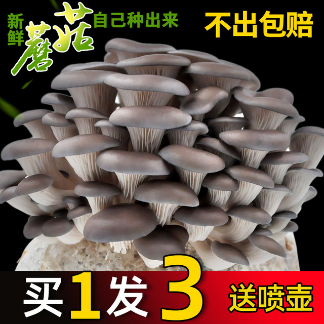 Mushroom planting buns Home-growing Mushroom Black Oxygen Bun Fresh Fungus Sticks Potted Edible Mushrooms Shiitake Fun Balcony