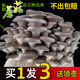 Mushroom planting buns Home-growing Mushroom Black Oxygen Bun Fresh Fungus Sticks Potted Edible Mushrooms Shiitake Fun Balcony