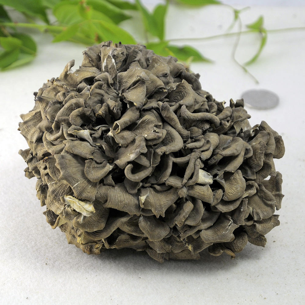 庆元香菇山珍食用菌灰树花250g干货灰树菇舞茸小花无泥沙土特产