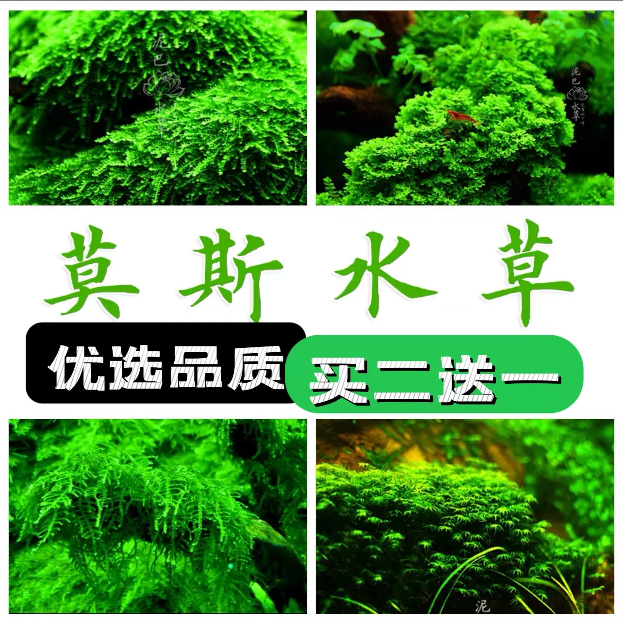 莫斯水草合集鹿角苔垂淚美鳳珊瑚鬆茸陰性草