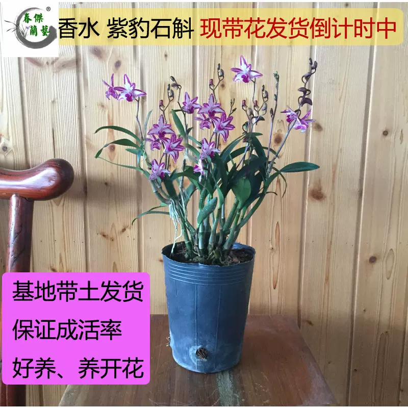 澳洲石斛兰花苗香水石斛室内花卉盆栽冬带花苞紫蝶石斛浓