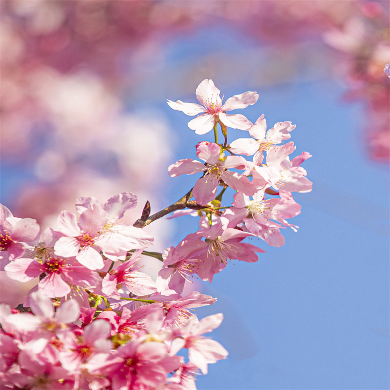 天天发团厦门泉州龙岩出发漳平永福台品樱花园一日游纯玩周边旅游