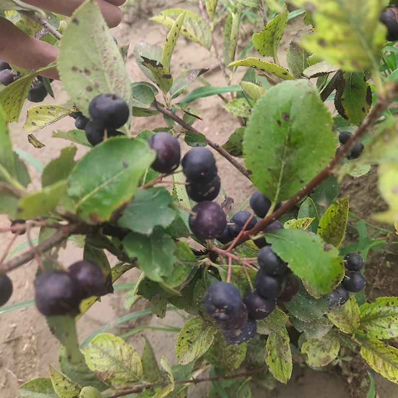 黑果花楸果无添加冻果不老莓野樱莓黑纯天然非蓝莓营养水果-淘宝网