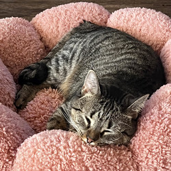 Special Offer! Super Cute and Adorable Flower-Shaped Cat Bed, Ultra-Soft and Cozy, Thickened for Autumn and Winter, Warm Dog Bed for Small to Medium-Sized Dogs Like Teddy