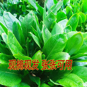 Graveless leaves Guangxi Leaf Fresh Leaf Wrap Steamed Steamed Leaf Leaf for New Year's Landy Leaf for Winter Leaf Leaf