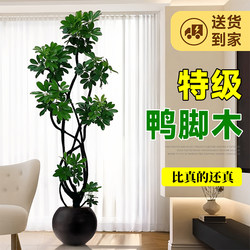 Simulated Green Plant Duck Foot Tree High-End Light Luxury Potted Plant Living Room Floor-Standing Artificial Tree Plant Office Decoration Ornament