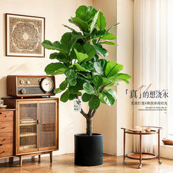 Simulated Green Plant, Ficus Lyrata, High-End and Realistic, Living Room Artificial Tree, Large Floor-Standing Flower Pot, High-End Light Luxury Ornament
