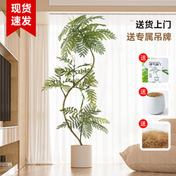 Simulated Green Plant Jacaranda Potted Plant, High-End Light Luxury Indoor Living Room Large Artificial Tree Floor-Standing Decoration Ornament