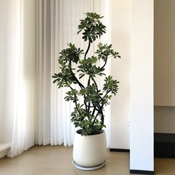 Simulated Green Plant Duckfoot Tree High-End Light Luxury Potted Plant Office Decoration Ornament Living Room Floor-Standing Artificial Tree Plant