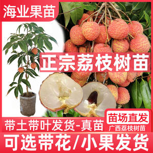 Litchi tree seedlings grafted Xianjin Fengfeng Concubine Smile Guiwei Lai Chi seedlings in the southern courtyard planting of potted land