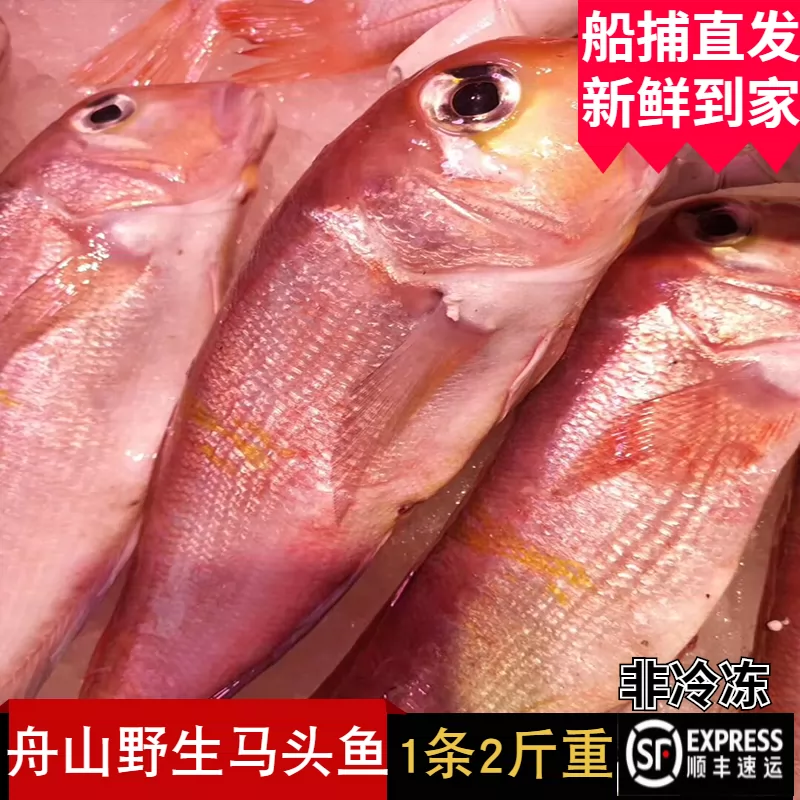 野生馬頭魚甘鯛舟山水產新鮮深海馬面方頭大紅色斧頭魚非