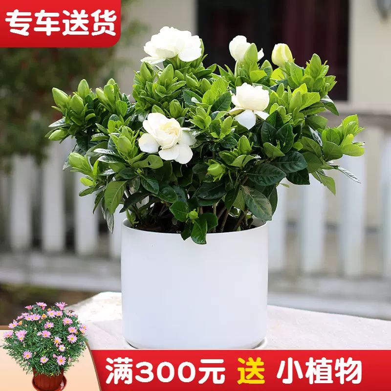 梔子花盆栽室內花卉綠植開花植物四季陽臺庭院綠化上海宅配