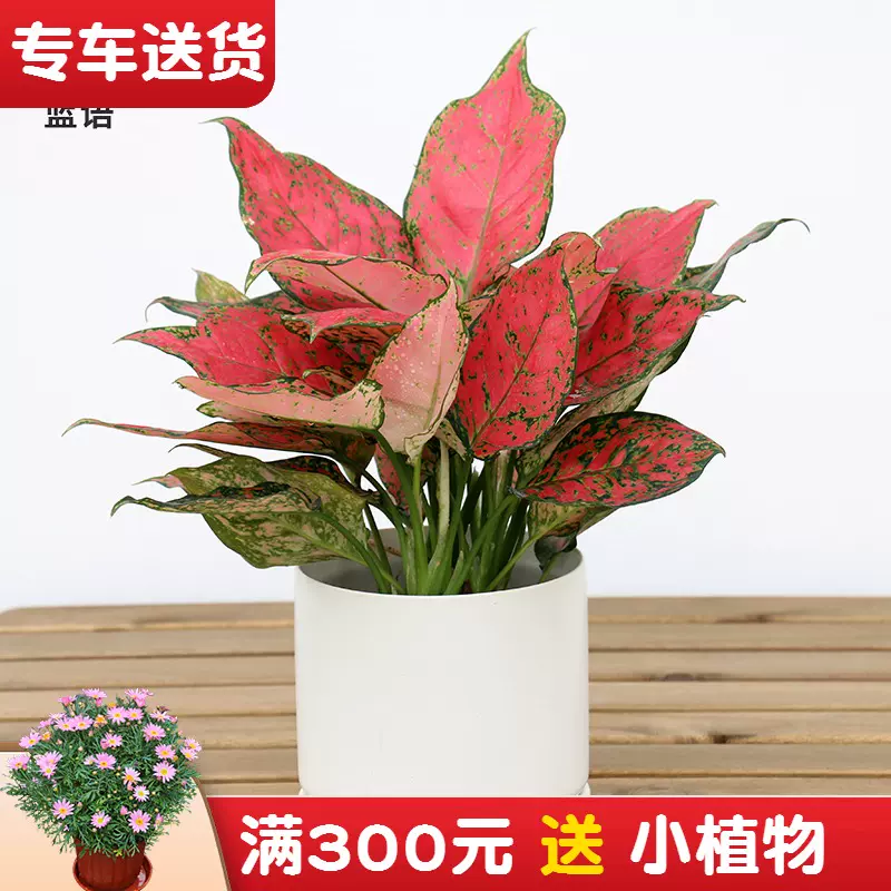 如意皇後花盆栽彩色粗肋草萬年青類綠植花卉非常好