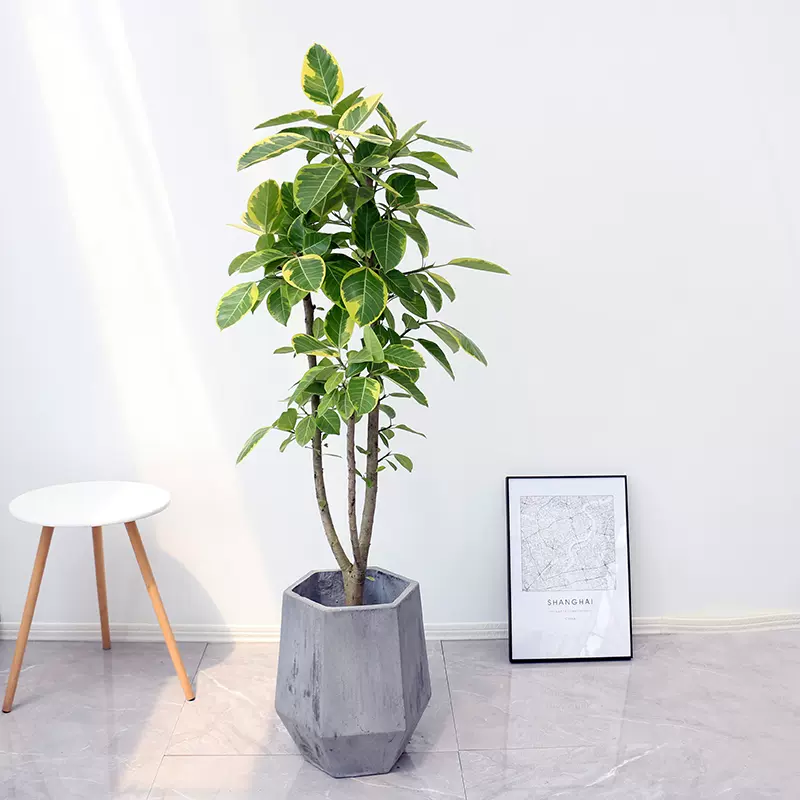 1 4米黄金榕盆栽花叶榕富贵绿植室内办公室客厅阳台彩叶喜阳