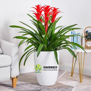 
Hongyun Dangtou potted plants are beautiful indoor air purifiers