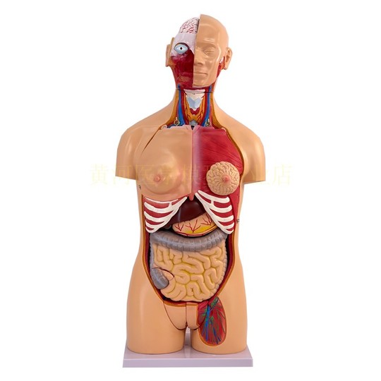 EDU TOYS▽human torso 人体模型パズル EDU TOYS▽human torso 人体