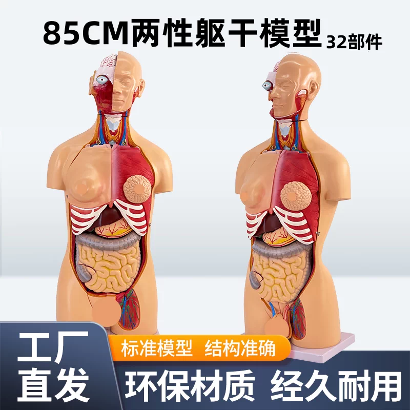 ⭐️医学⭐️人体模型 約85cm 詳細内部構造