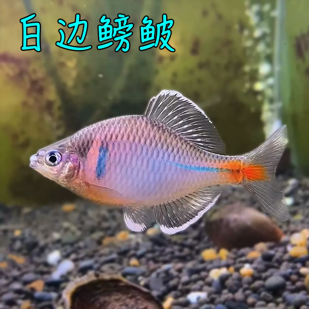 白邊鰟鮍中國原生冷水觀賞魚稀有鰟鮍小型淡水魚冬天不用加溫 Taobao