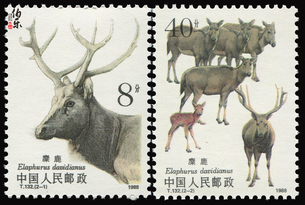 (Ǯ   ǰ) T132 ELK STAMP COLLECTION STAMP COLLECTION STAMP COLLECTION-