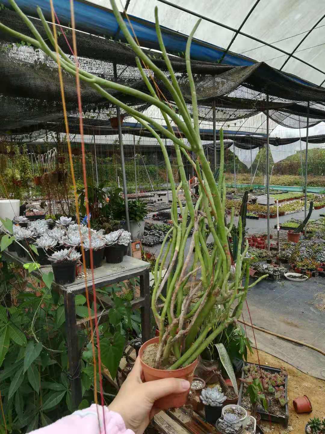 正式"脱单"的光棍树,见证老桩的奇迹