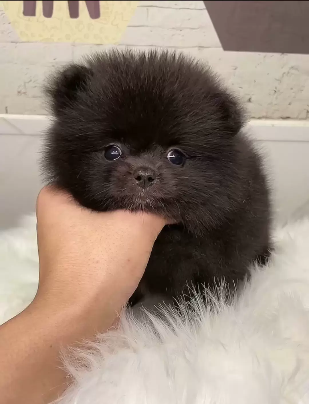 天津犬舍出售纯种博美幼犬活体小型犬茶杯犬俊介犬袖珍黄博美狗狗