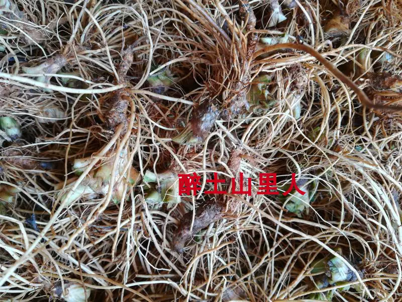 大山新鮮紅花地膽頭地膽草苦地膽坐地娘新鮮地