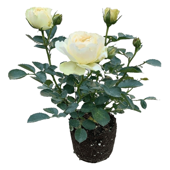 
Rose seedlings with flower buds indoor and outdoor potted plants