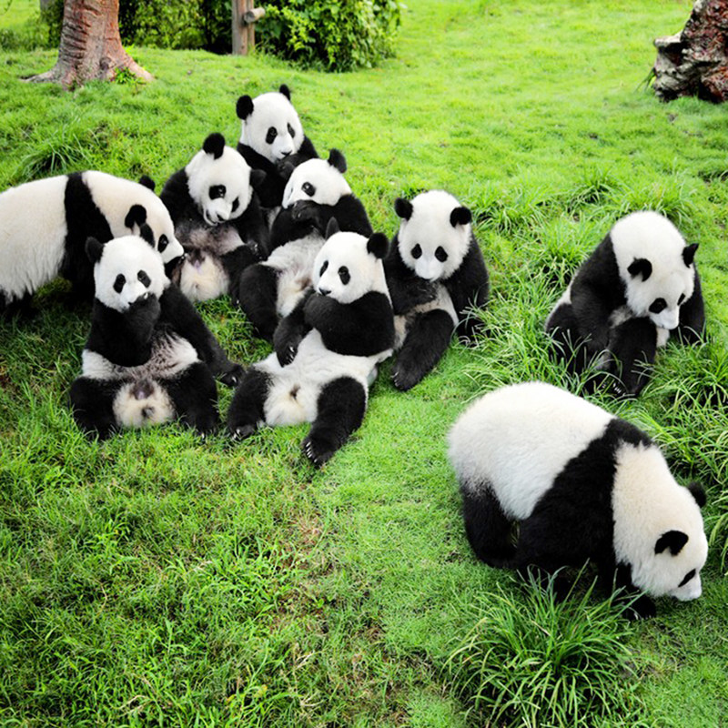 高铁汽车九寨沟黄龙旅游四姑娘山达古冰川3天2晚跟团纯玩三日游