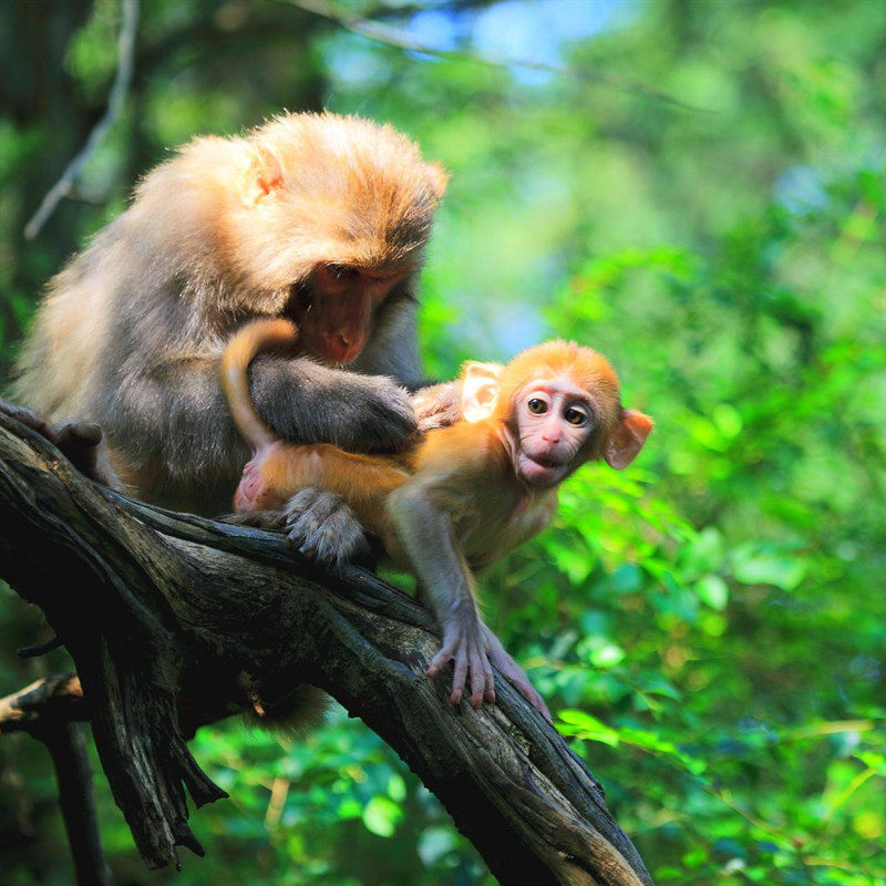 南京高铁出发【纯玩】杭州西湖游船-千岛湖-苏州园林-寒山寺3日游