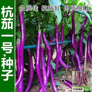 
Hangqie Ziyun line eggplant high yield extra large line eggplant seeds four seasons vegetable seeds eggplant vegetable seeds collection