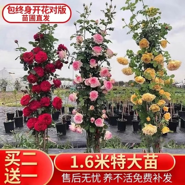 Buy 2 get 1 free climbing rose seedlings potted flowers blooming in all seasons rose garden vines balcony seedlings