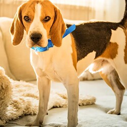 Reflective Collar for Pet Cats and Dogs at Night, Multi-Color Tpu Hunting Dog Locator Collar, Special Collar Leash, Pet Neck Collar