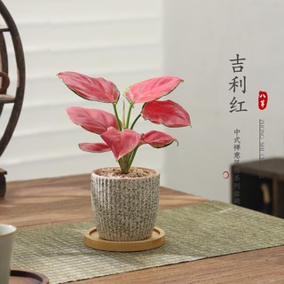 Ruyi Geely Red Potted Plants Indoor Thousands of People Purchased