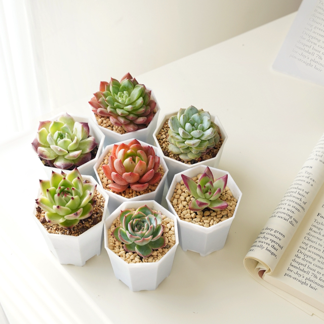 Succulent plant small potted plant wholesale set succulent combination ...