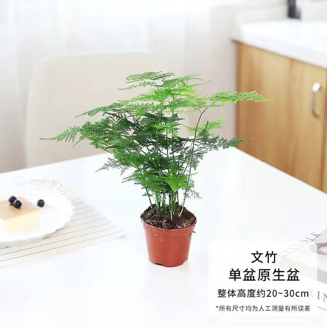 Asparagus green plant potted indoor plant large bonsai purifies the air four seasons evergreen desktop flower seedlings easy to grow