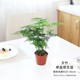 Asparagus green plant potted indoor plant large bonsai purifies the air four seasons evergreen desktop flower seedlings easy to grow