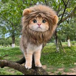 Halloween Lion Transforms into Ghost Festival Pet Dog and Cat Hat Adjustable Dog Supplies Cat Clothes Decoration Autumn and Winter
